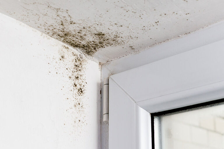I Have Mould Around My Window Walls And Ceiling